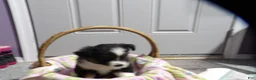 Miniature Australian Shepherd dogs for sale: Mardie - Ad 3