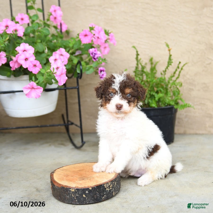Mini Aussiedoodle dogs Pogo - Ad 1