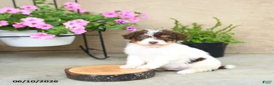 Pogo