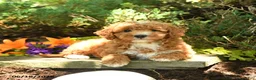 Mini Goldendoodle dogs for sale: Bear - Ad 3