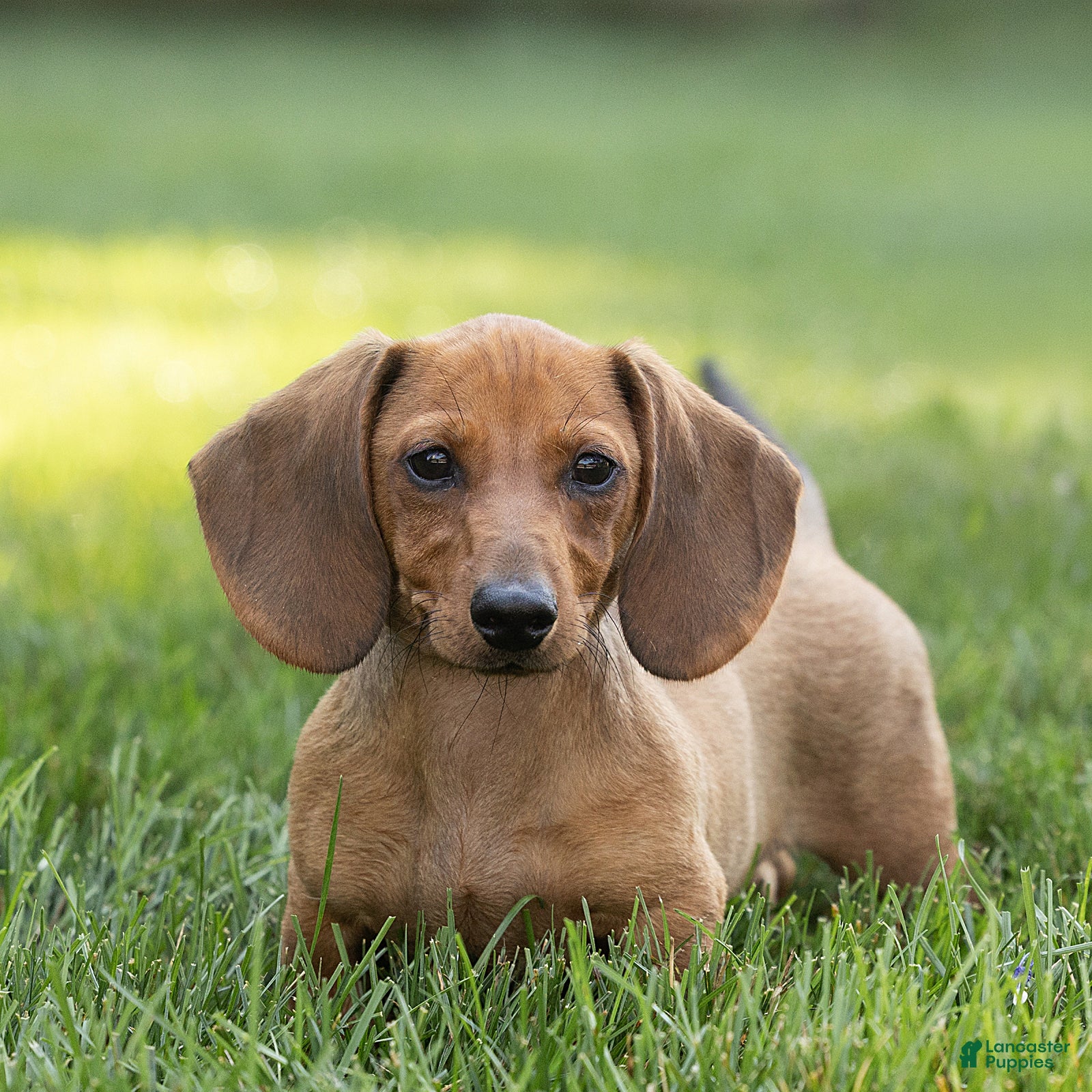 Miniature Dachshund dogs Mikey Miniature Dachshund  - Ad 1