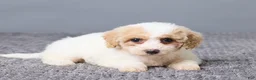Bichpoo dogs for sale: Kate - Ad 4