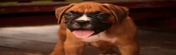 Boxer dogs for sale: Hank - Ad 10