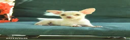 Chihuahua dogs for sale: Peanut  - Ad 5