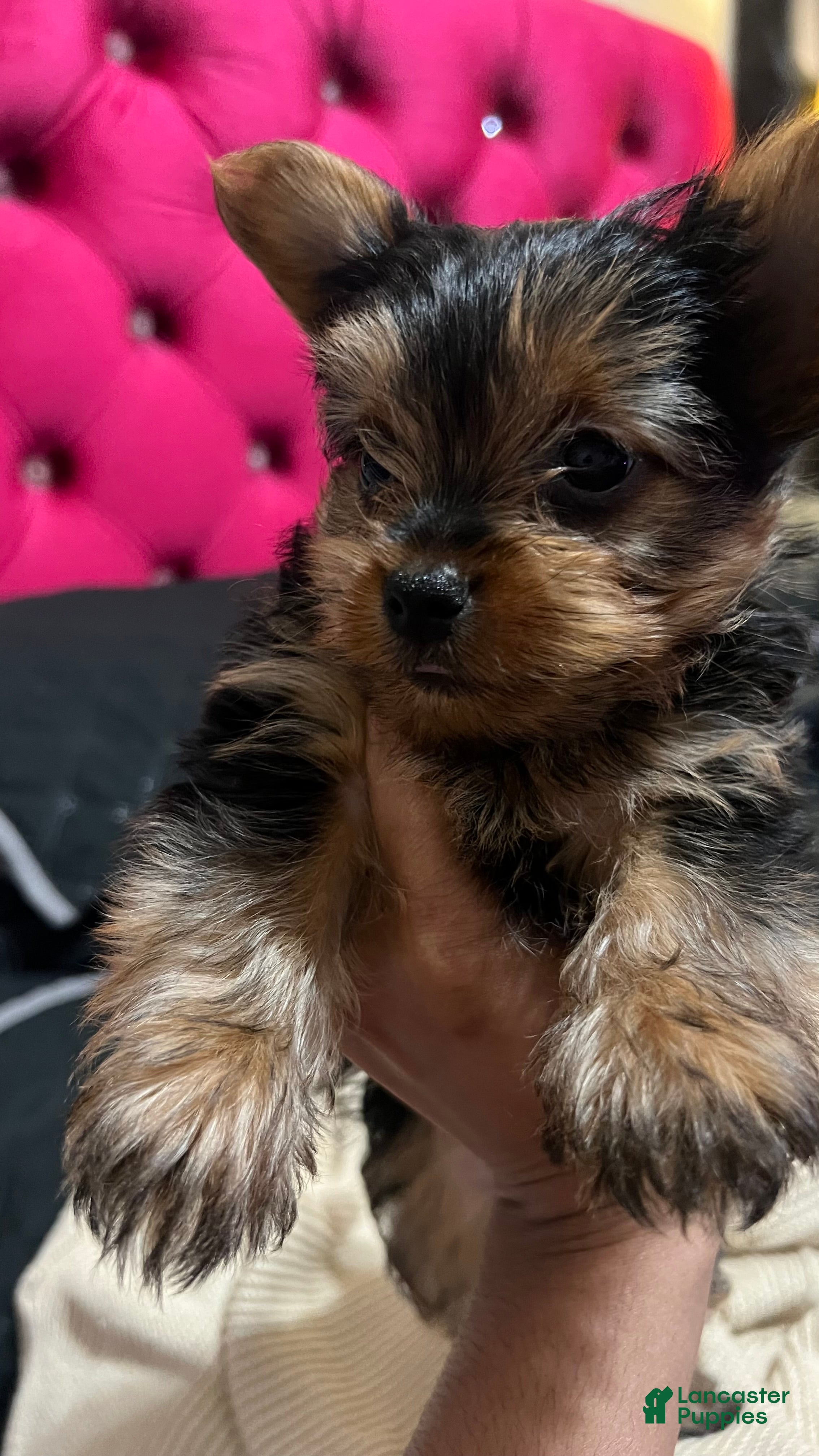 Yorkshire Terrier dogs Yorkshire Terrier Puppy 2 - Ad 9