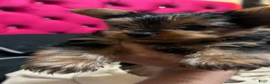 Yorkshire Terrier Puppy 2