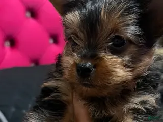 Yorkshire Terrier dogs Yorkshire Terrier Puppy 2 - Ad 9