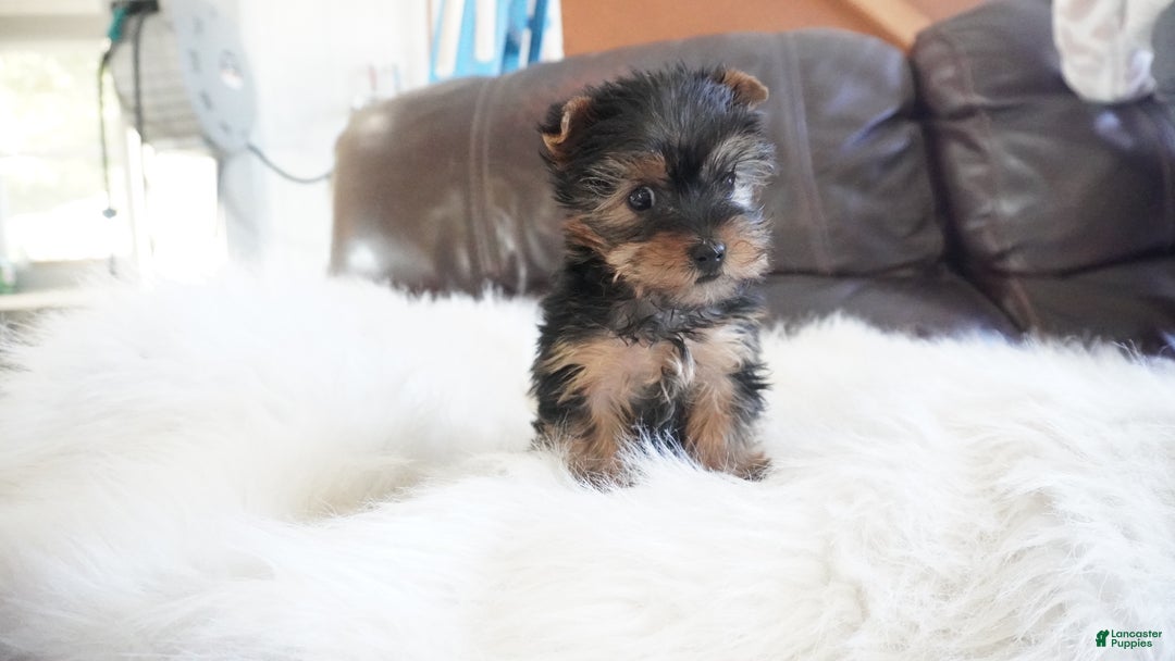 Yorkshire Terrier dogs for sale: Yorkshire Terrier Puppy 1 - Ad 7