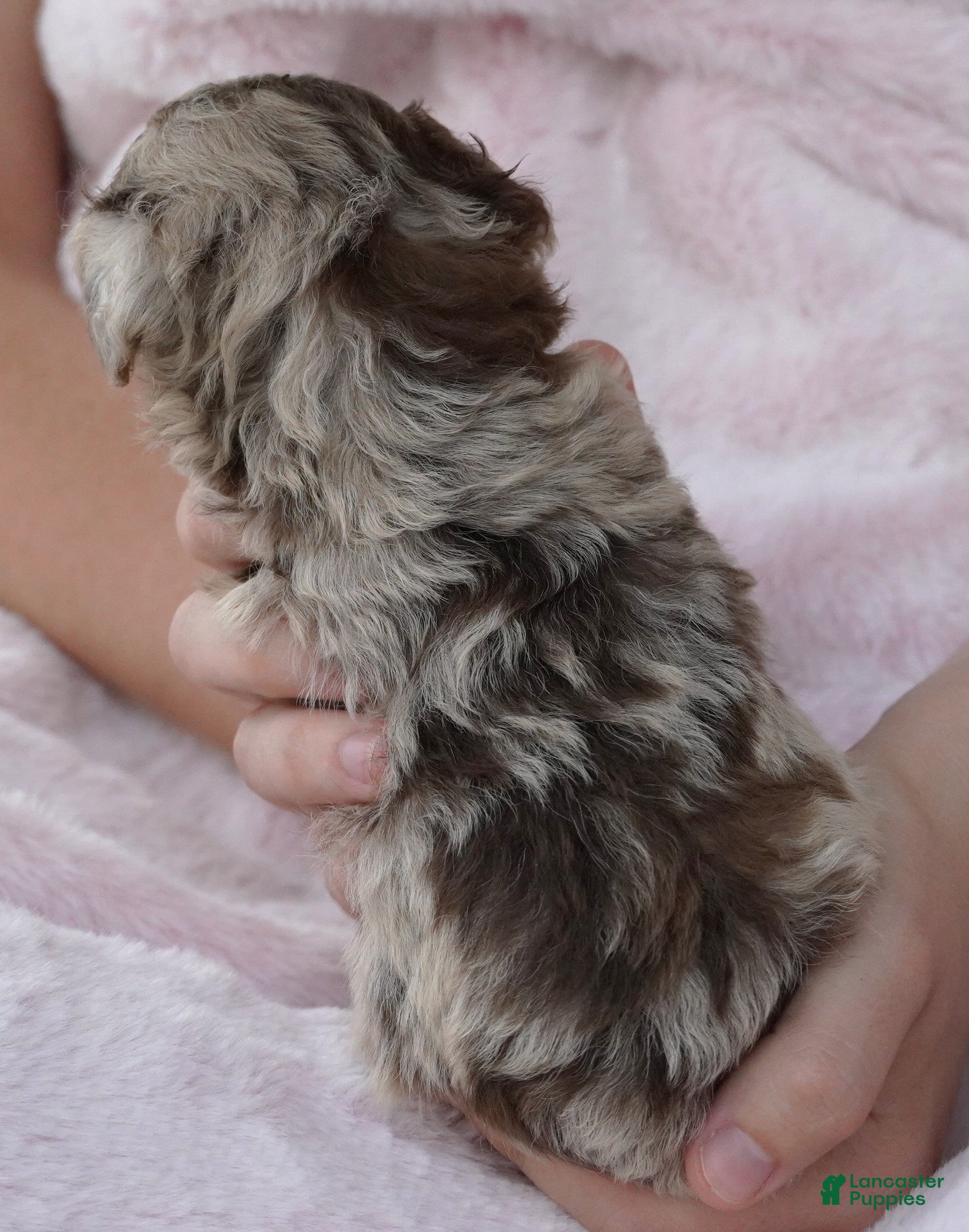 Mini Aussiedoodle dogs F1B Super CURLY Cream TOY female - Ad 2