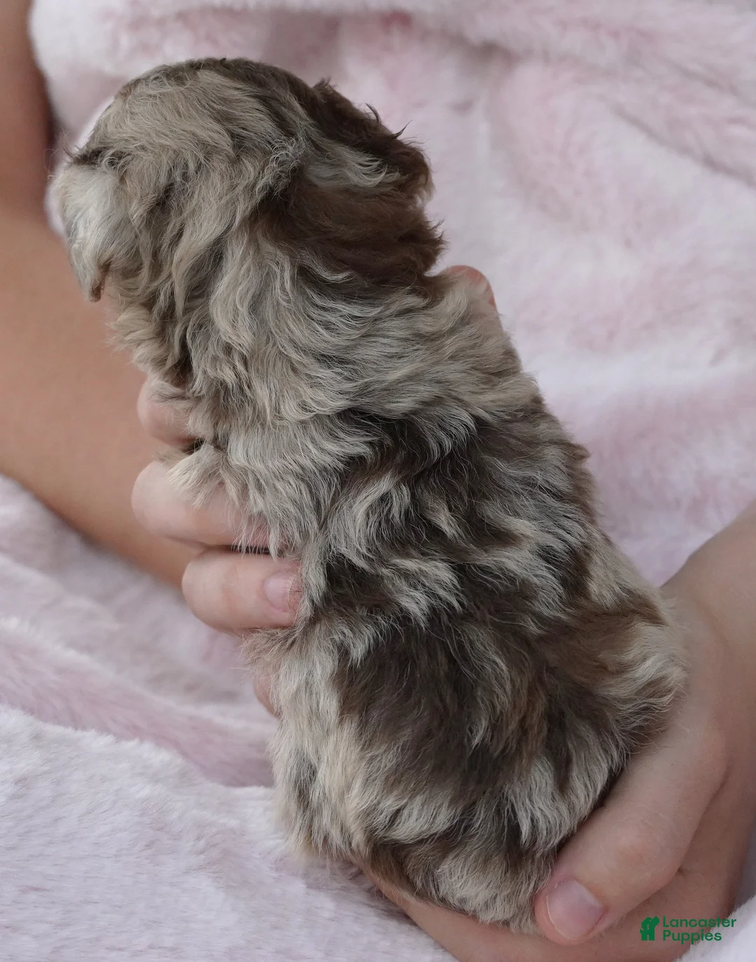 Mini Aussiedoodle dogs for sale: F1B Toy Chocolate Male - Ad 2