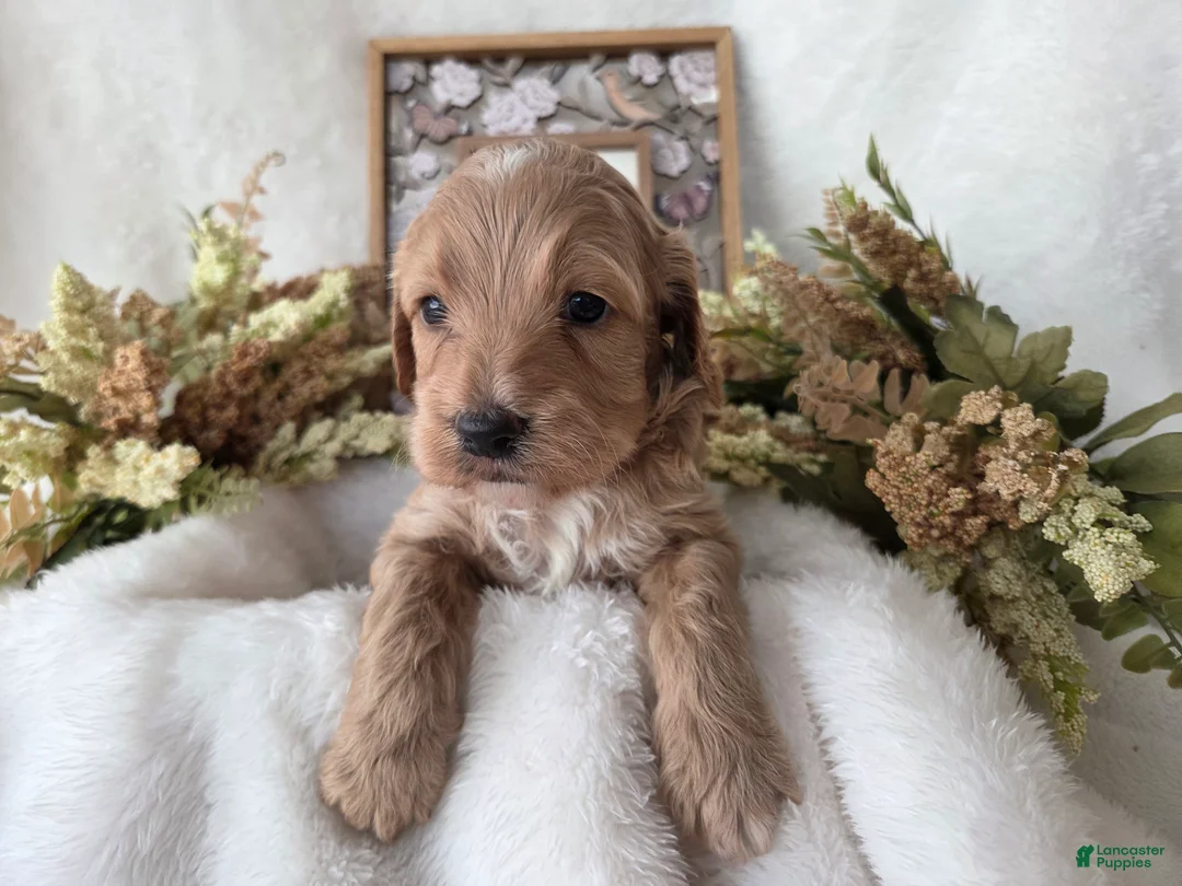 Cockapoo dogs for sale: Cockapoo Puppy 4 - Ad 1