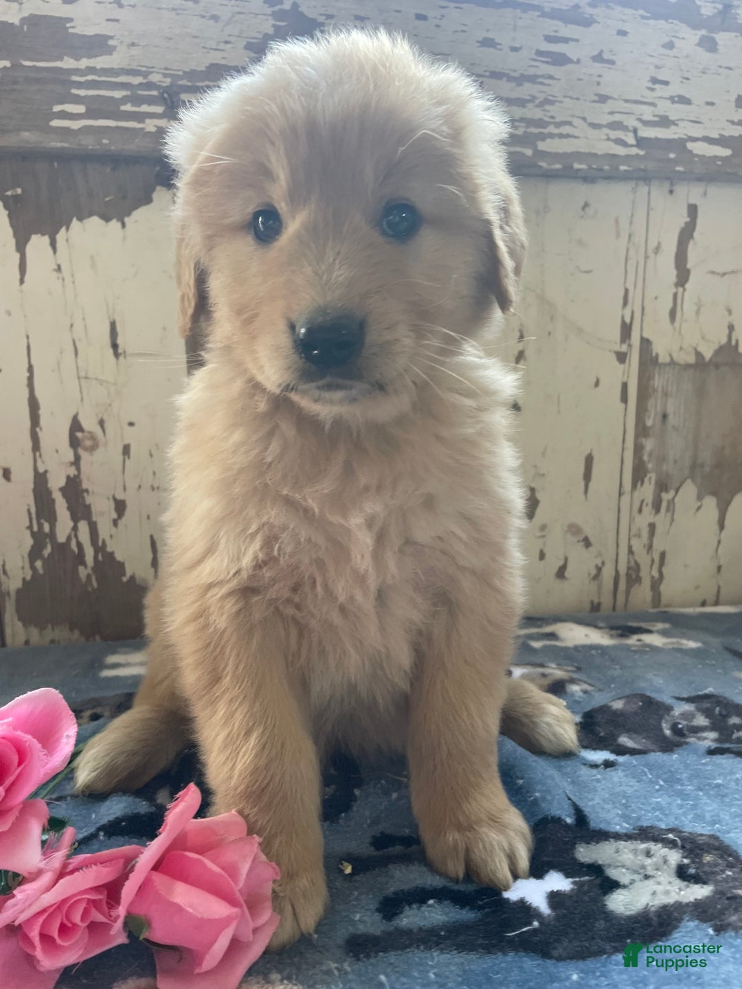 Mixed Breed dogs for sale: Forrest - Ad 2
