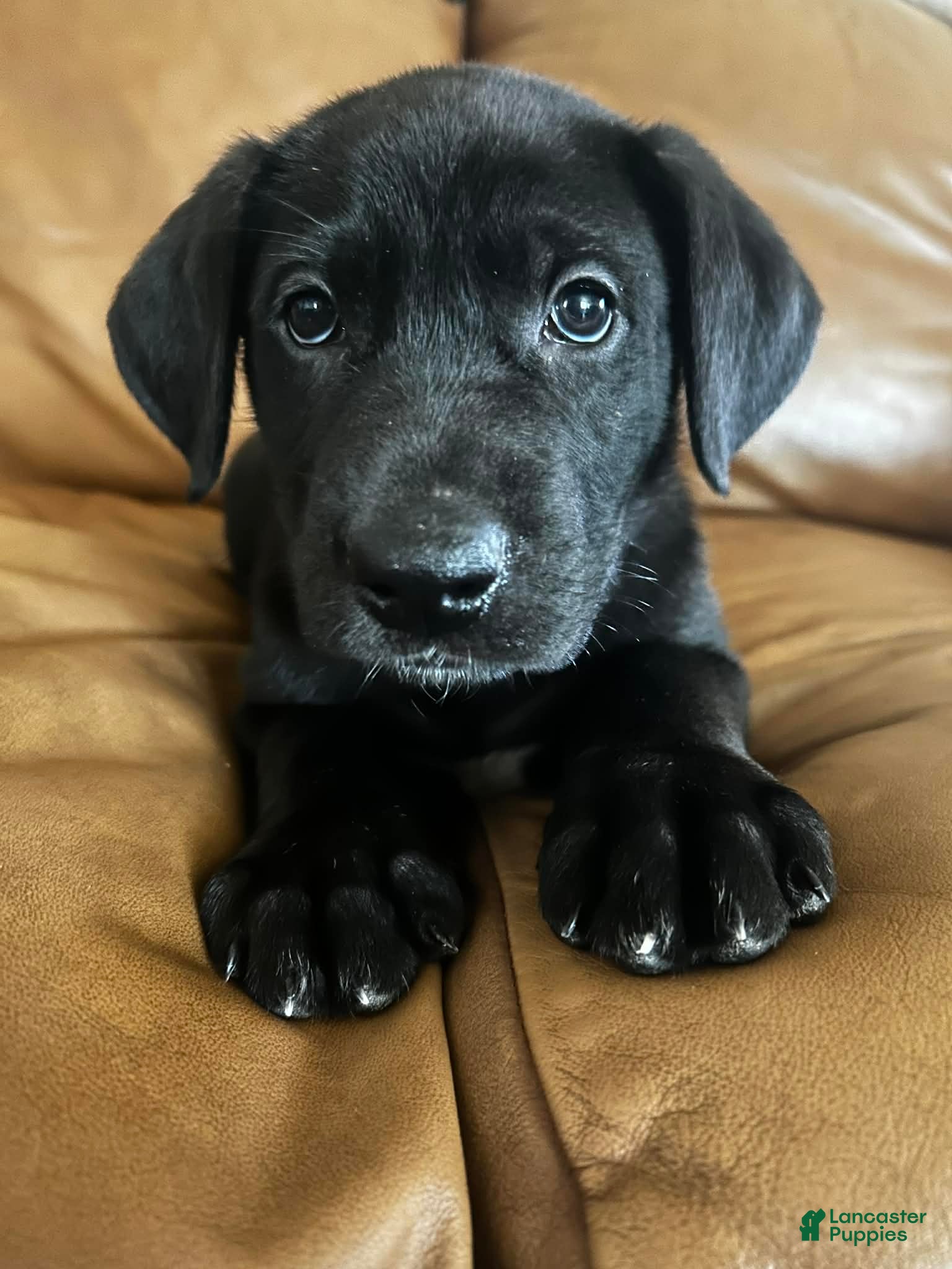 Mixed Breed dogs Max - Ad 1