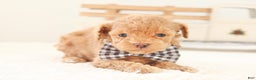 Toy Poodle dogs for sale: Dancer - Ad 3