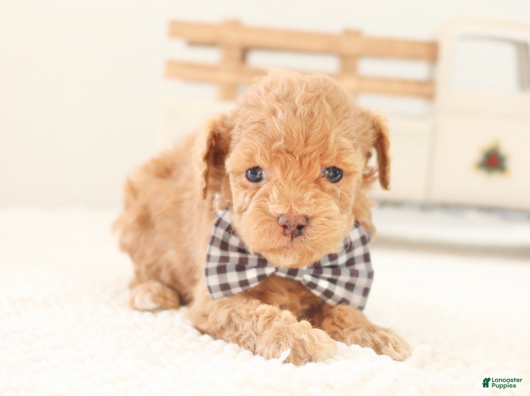Toy Poodle dogs for sale: Dancer - Ad 3