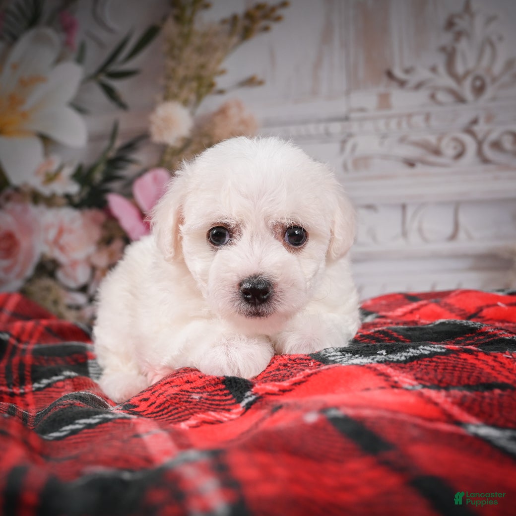 Bichon Frise dogs AKC-Mya - Ad 2