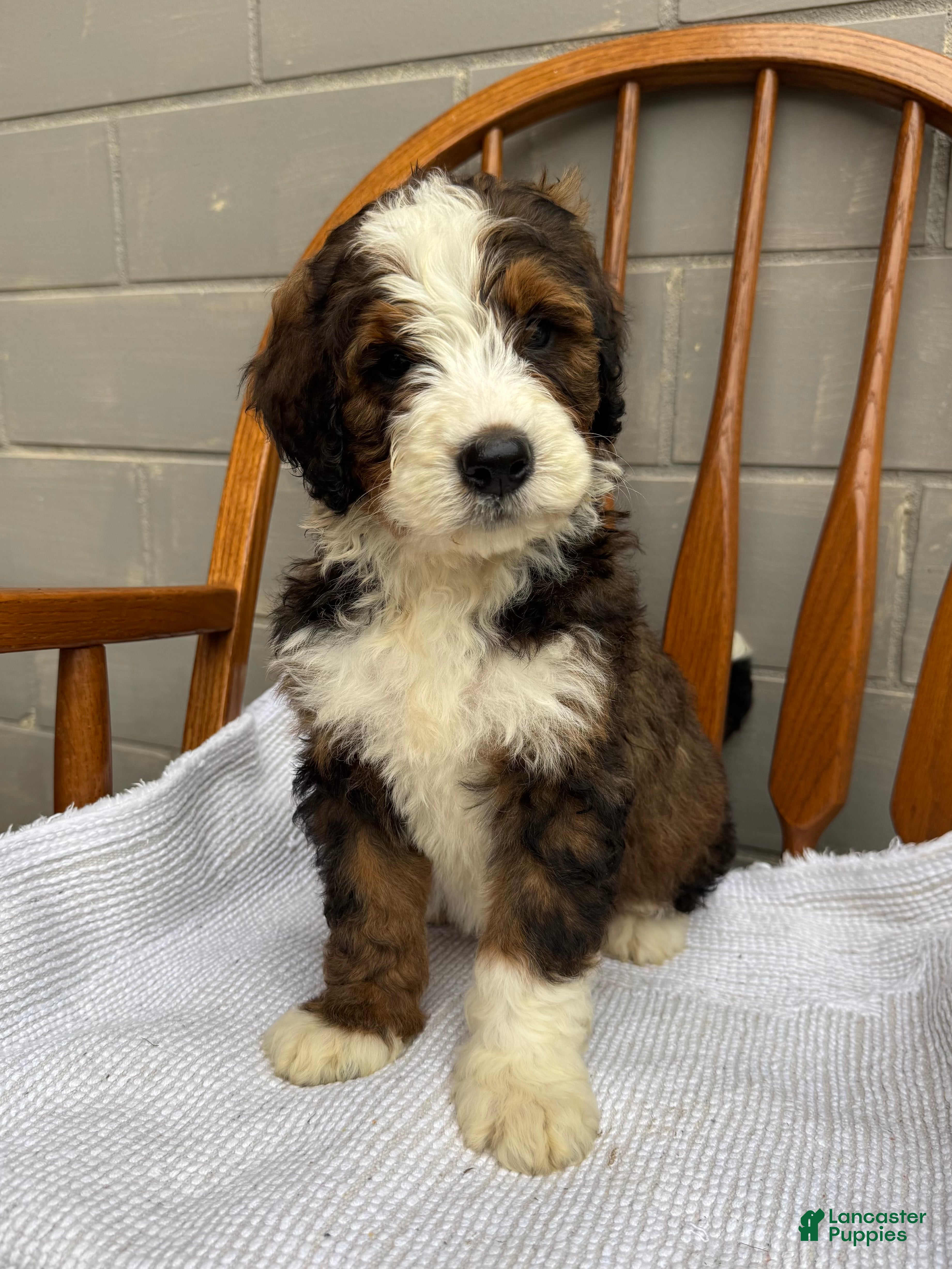 Bernedoodle dogs Milo - Ad 1
