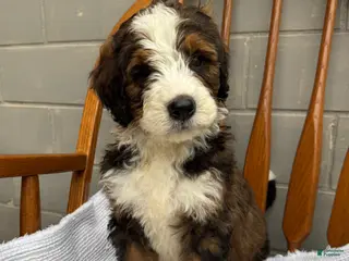 Bernedoodle dogs for sale: Milo - Ad 3