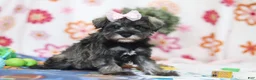 Miniature Schnauzer dogs for sale: Quincy - Ad 3