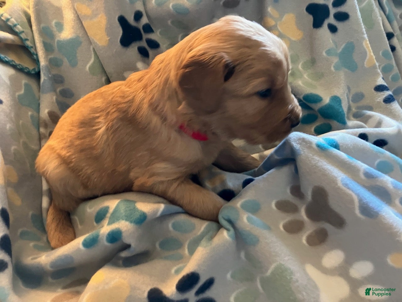 Golden Retriever dogs Red - Ad 24