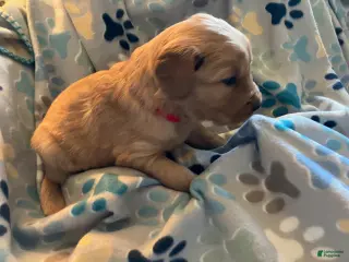 Golden Retriever dogs Red - Ad 20