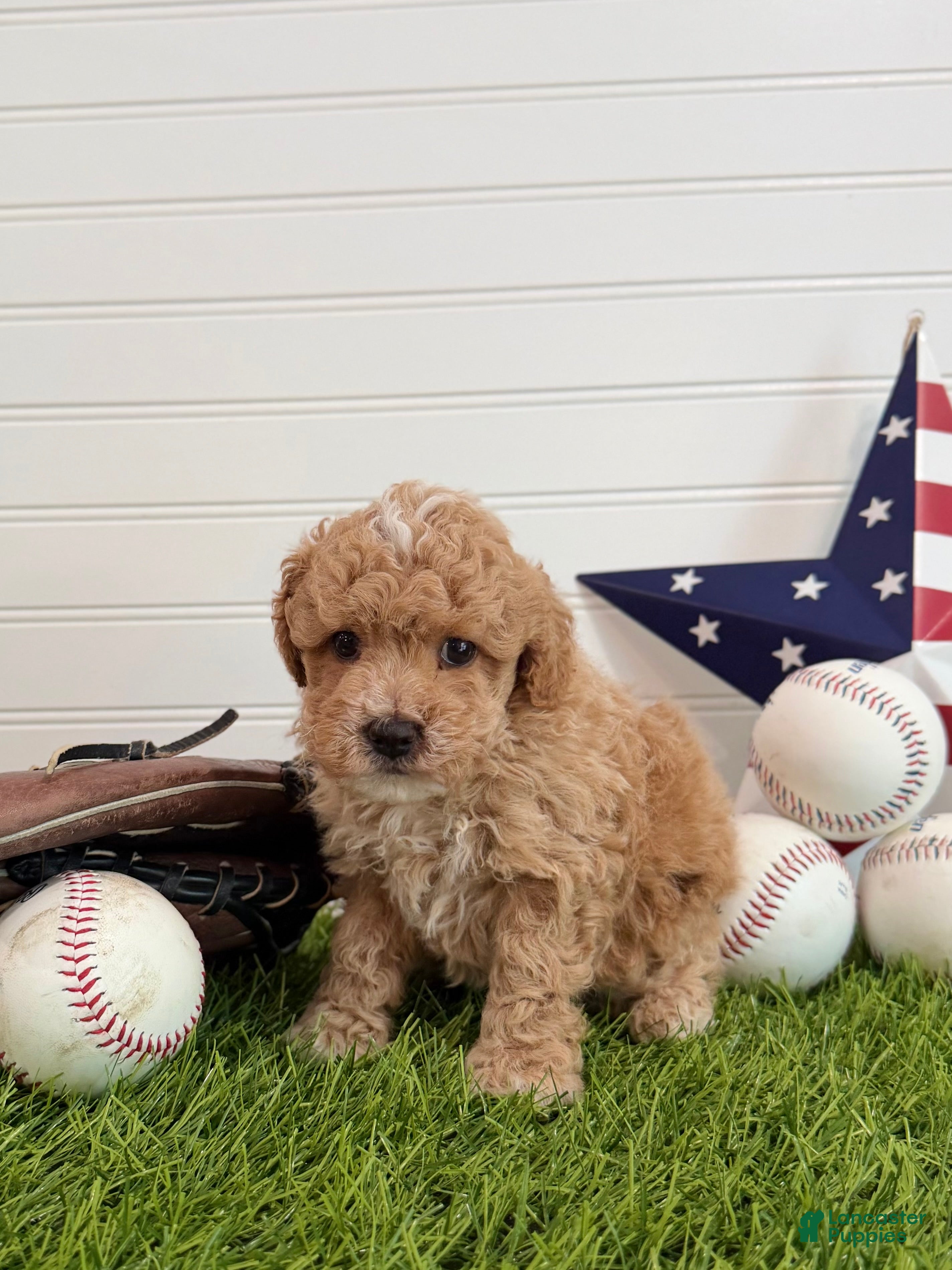 Cavapoo dogs Rookie - Ad 2