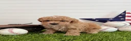 Cavapoo dogs for sale: Rookie - Ad 2