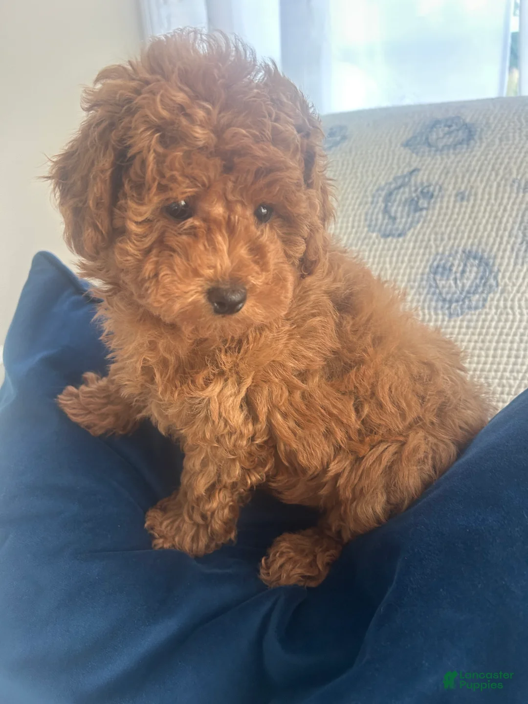 Maltipoo dogs for sale: Maltipoo Puppy 1 - Ad 1