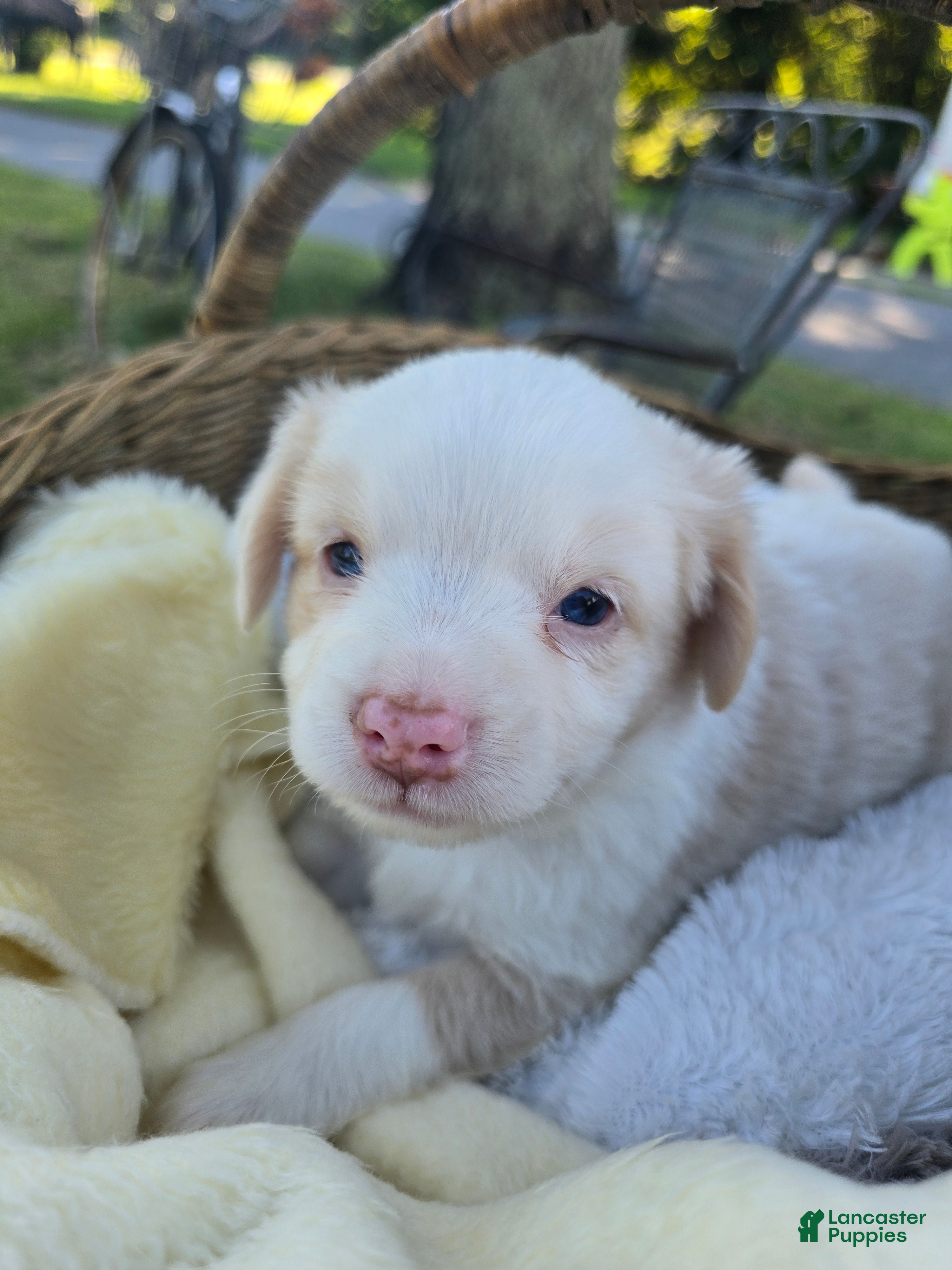 Miniature Australian Shepherd dogs Miniature Australian Shepherd 4 - Ad 1