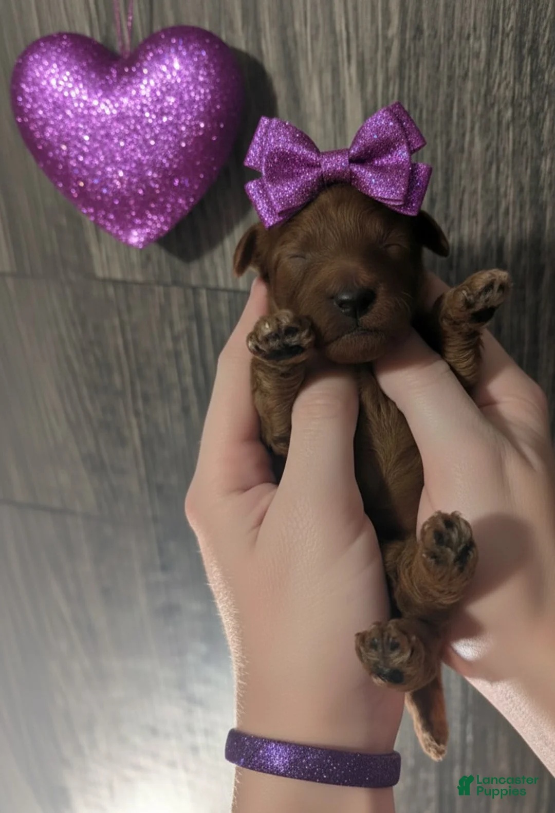 Toy Poodle dogs for sale: Cinnamon 💜 - Ad 3