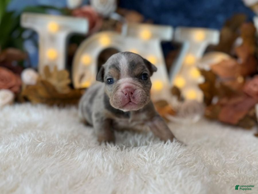 English Bulldog dogs Delia (darker Merle) - Ad 1
