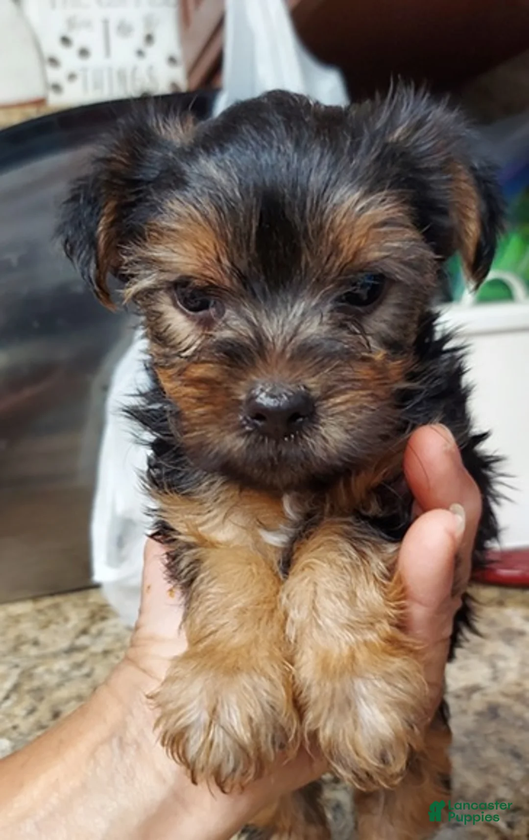 Yorkshire Terrier dogs for sale: Yorkshire Terrier 1 - Ad 5