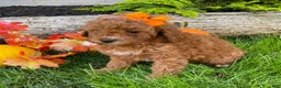 Cavapoo dogs for sale: Dream - Ad 4