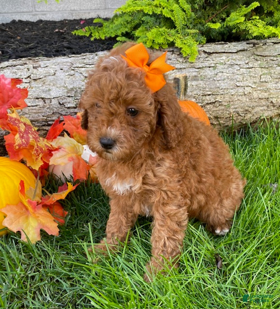 Cavapoo dogs for sale: Dream - Ad 4