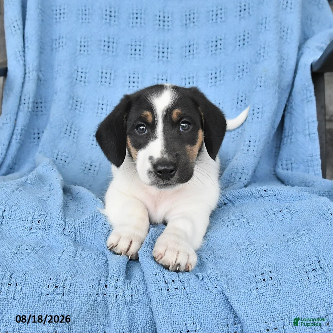 Mixed Breed dogs for sale: Penny - Ad 3