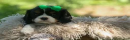 Cavalier King Charles Spaniel dogs for sale: Maxwell 🐾🐶 - Ad 2