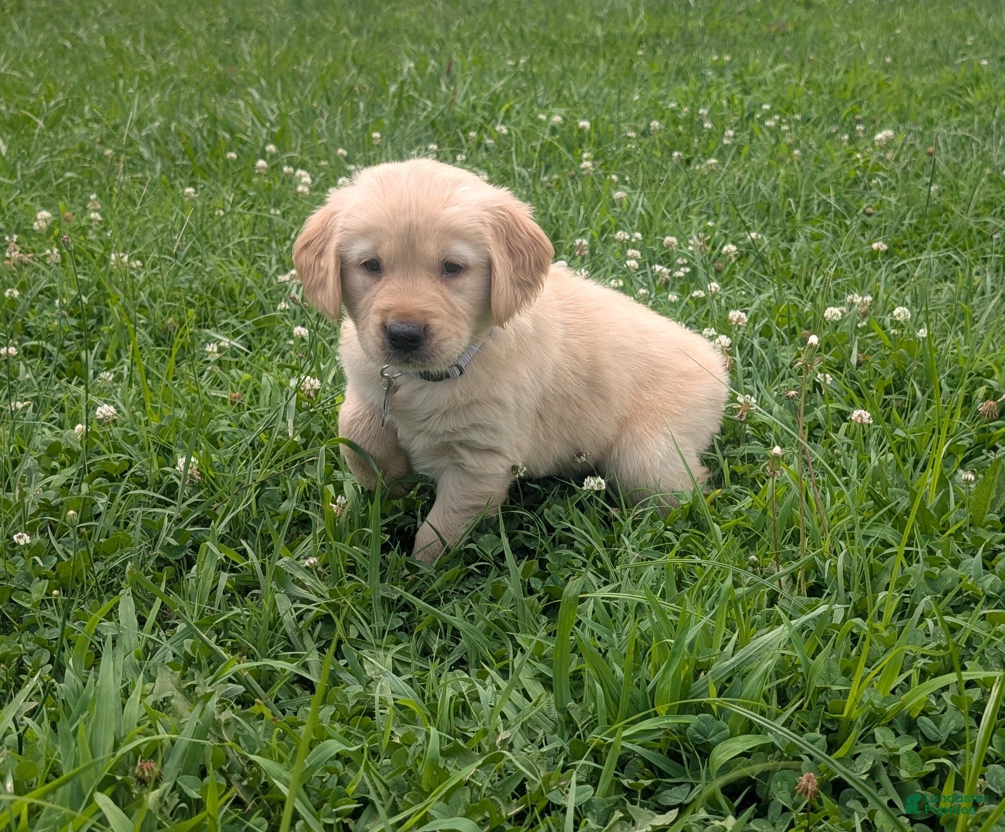 Golden Retriever dogs Daisy - Ad 2