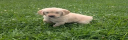 Golden Retriever dogs for sale: Daisy - Ad 5