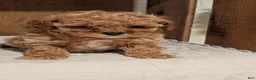 Cockapoo dogs for sale: Emmy - Ad 9