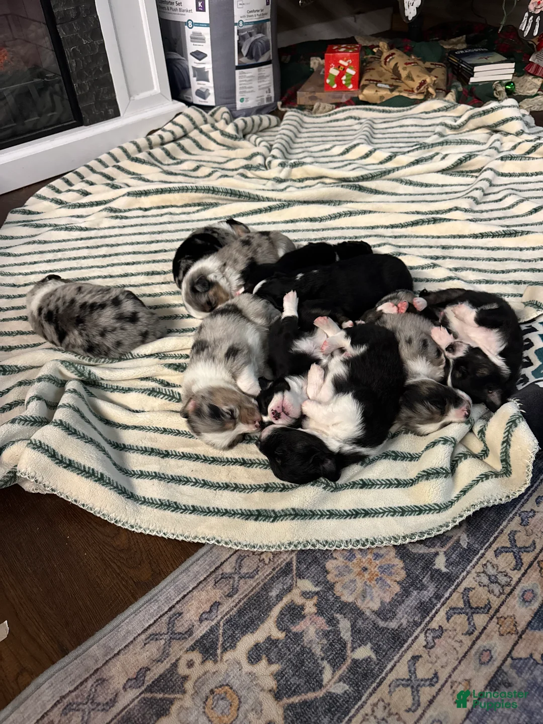 Miniature Australian Shepherd dogs for sale: Miniature Australian Shepherd Orange -Puppy 6 - Ad 6