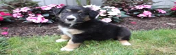 Australian Shepherd dogs for sale: Midnight - Ad 3