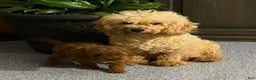 Miniature Poodle dogs for sale: Mickey - Ad 5
