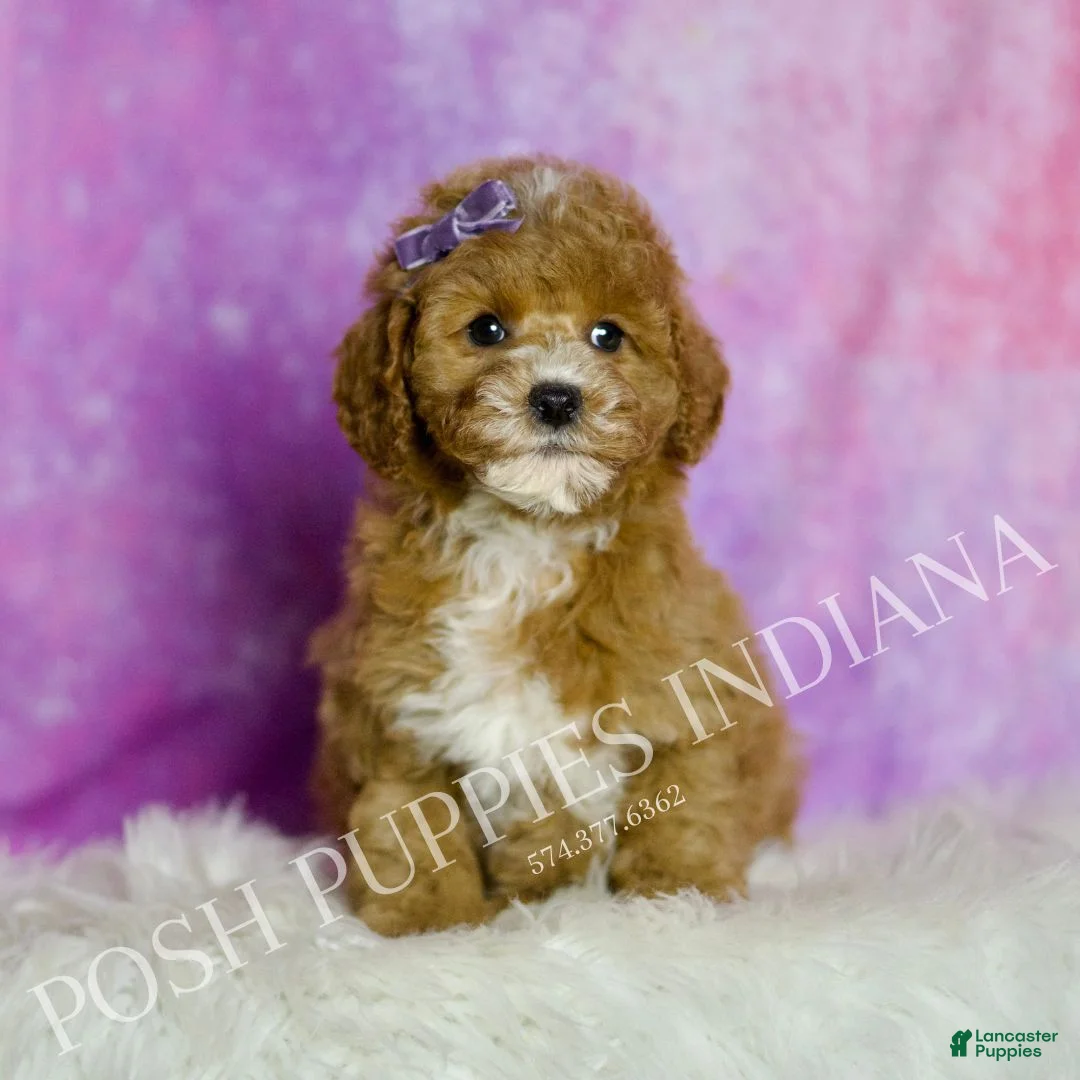 Mini Goldendoodle dogs for sale: Polly - Ad 3