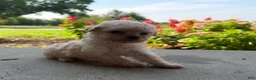 Maltipoo dogs for sale: Kennie - Ad 1