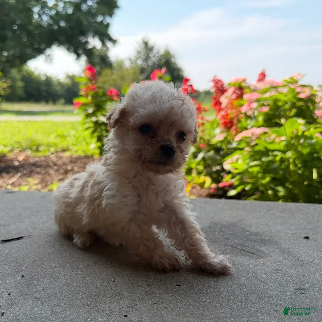 Maltipoo dogs for sale: Kennie - Ad 1