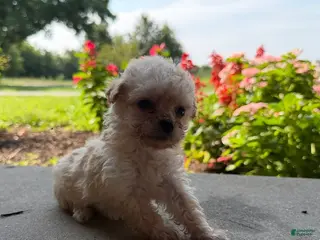 Maltipoo dogs Kennie - Ad 11