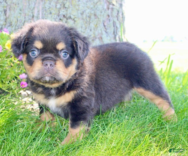 French Bulldog dogs for sale: Jamie - Ad 3