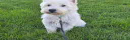 West Highland Terrier dogs for sale: Zayden - Ad 6