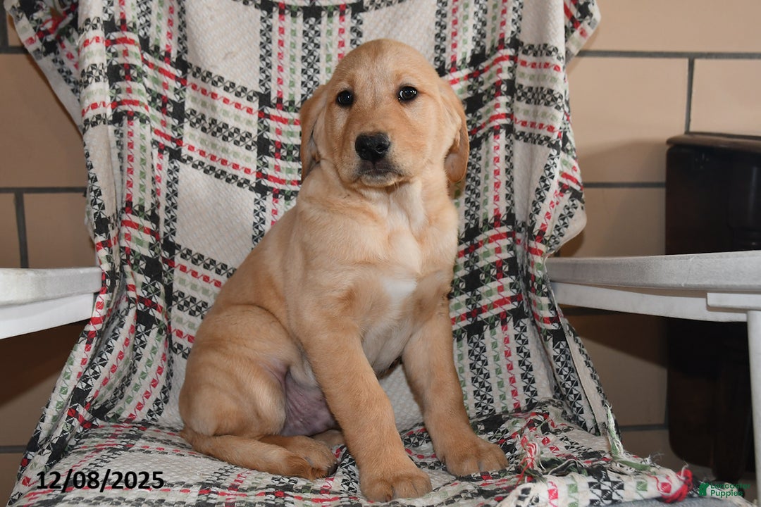 Labrador Retriever dogs for sale: Hunter - Ad 2