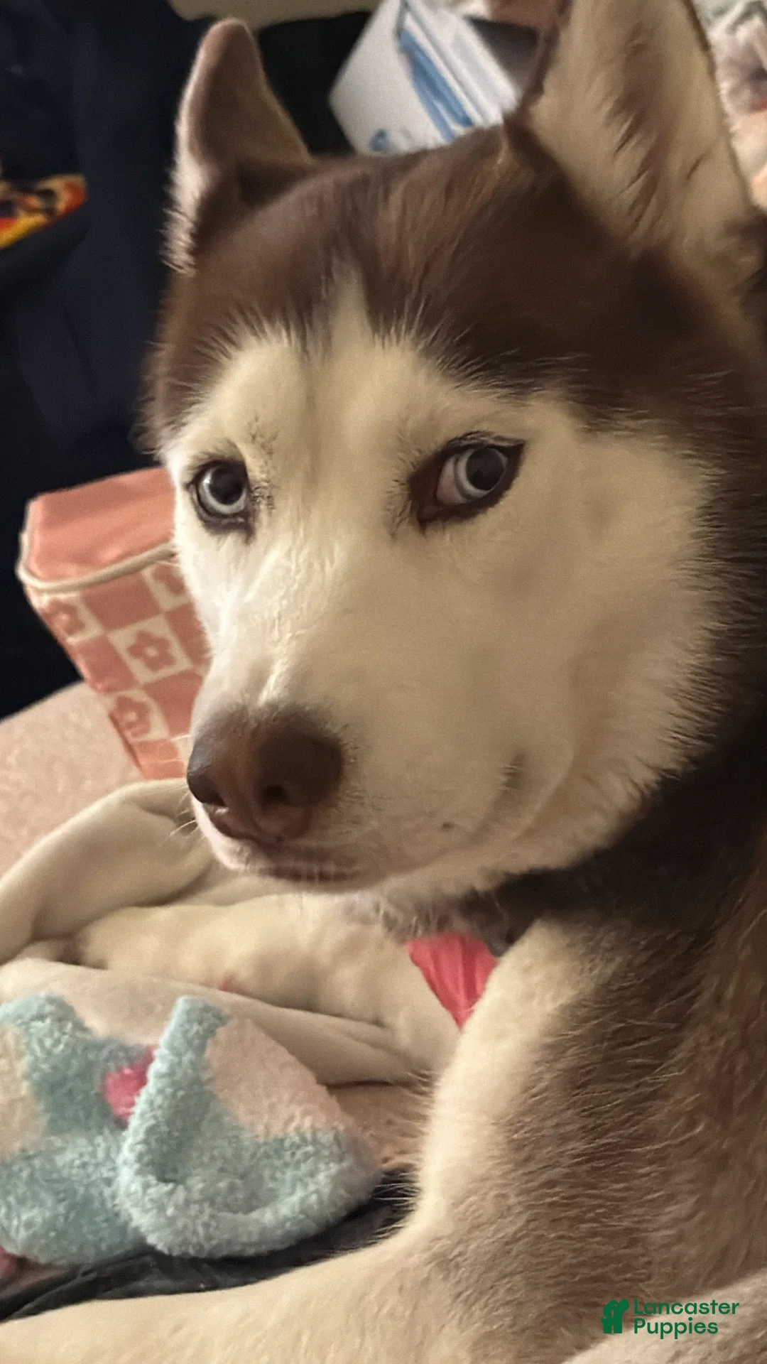 Siberian Husky dogs for sale: Siberian Husky 1 - Ad 4
